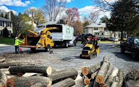 Reliable Palmview, TX  Tree Services Solutions