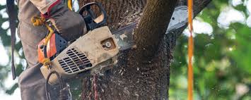 Best Tree Trimming and Pruning  in Palmview, TX