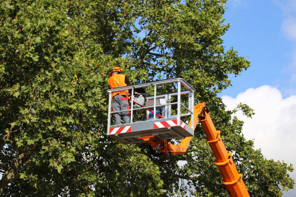 Best Emergency Tree Removal  in Palmview, TX