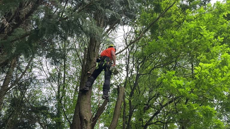 Best Utility Line Clearance  in Palmview, TX