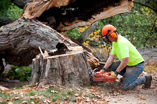 Best Lawn Grading and Leveling  in Palmview, TX