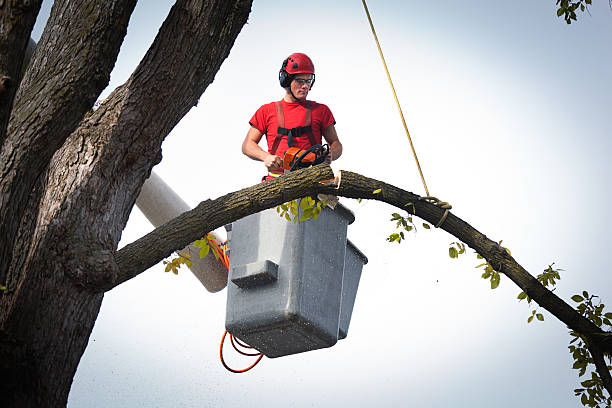 Best Arborist Consultation Services  in Palmview, TX